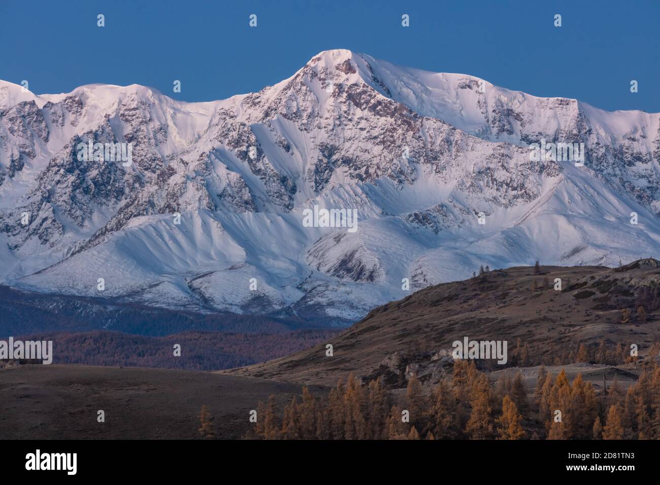 Beautiful shot of a white snowy mountain and hills with trees in the foreground. Fall time. Sunrise. Blue hour. Altai mountains, Russia. Stock Photo