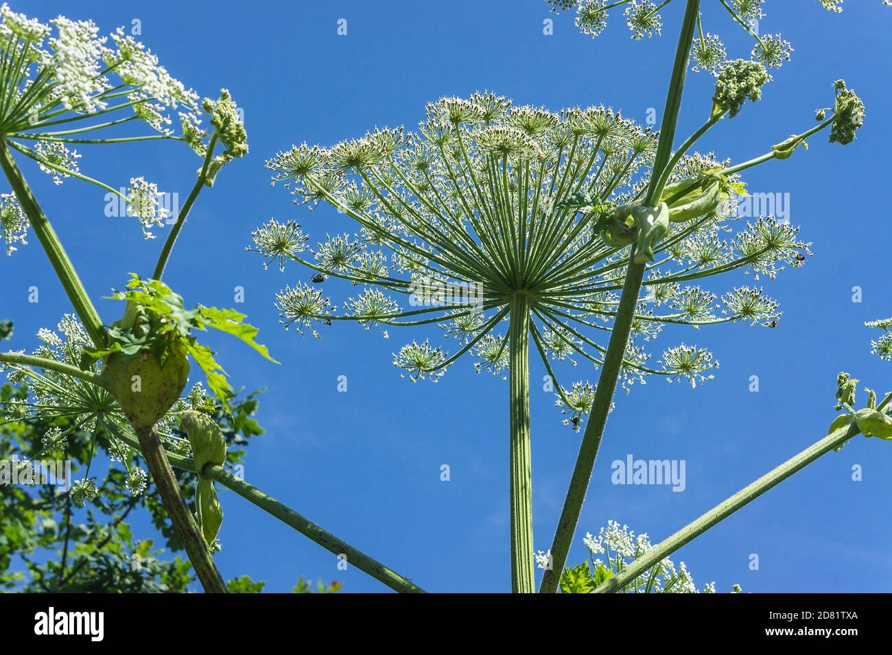dry inflorescences of a grass of a cow parsnip, Heracleum sosnowskyi, poisonous plant Stock Photo