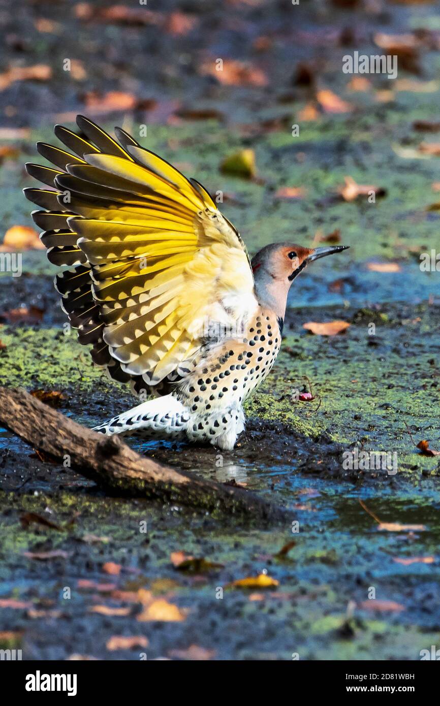 Northern flicker in autumn showing golden yellow underwings Stock Photo