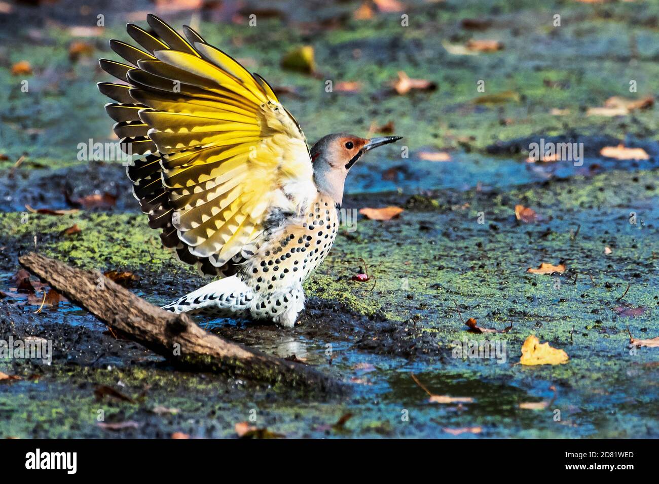 Northern flicker in autumn showing golden yellow underwings Stock Photo