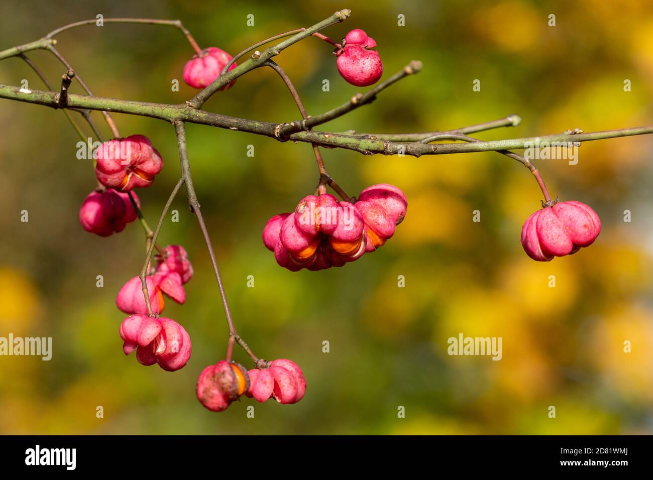 Close-up of brightly coloured spindle berries, pink and orange fruits of the spindle tree (Euonymus europaeus) Stock Photo