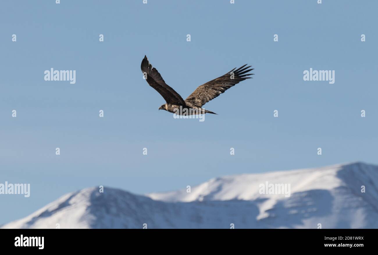 Golden Eagle Flies over Snowy Peaks Stock Photo Alamy