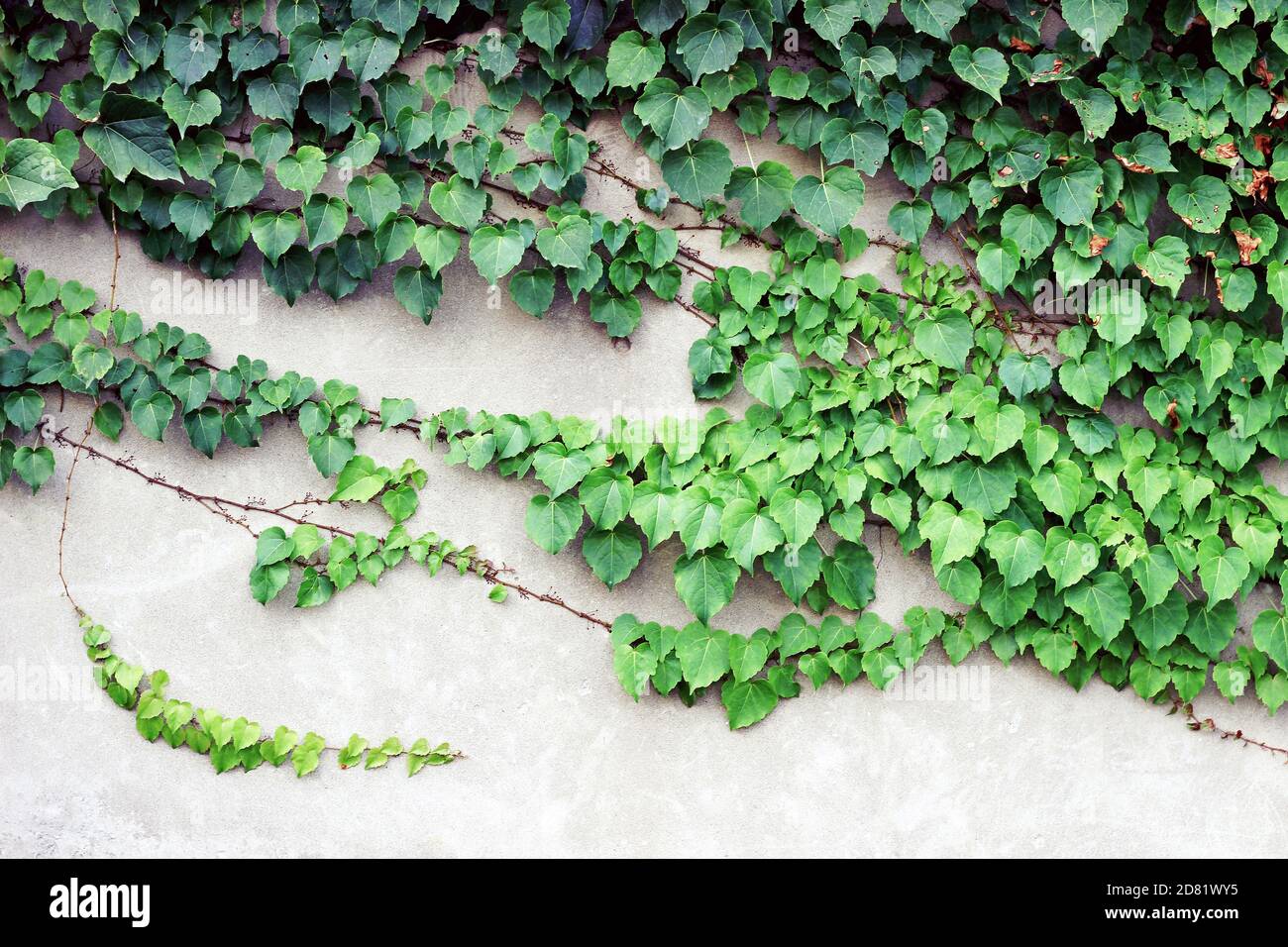 green creeper plants (Boston Ivy) growing on wall Stock Photo Alamy