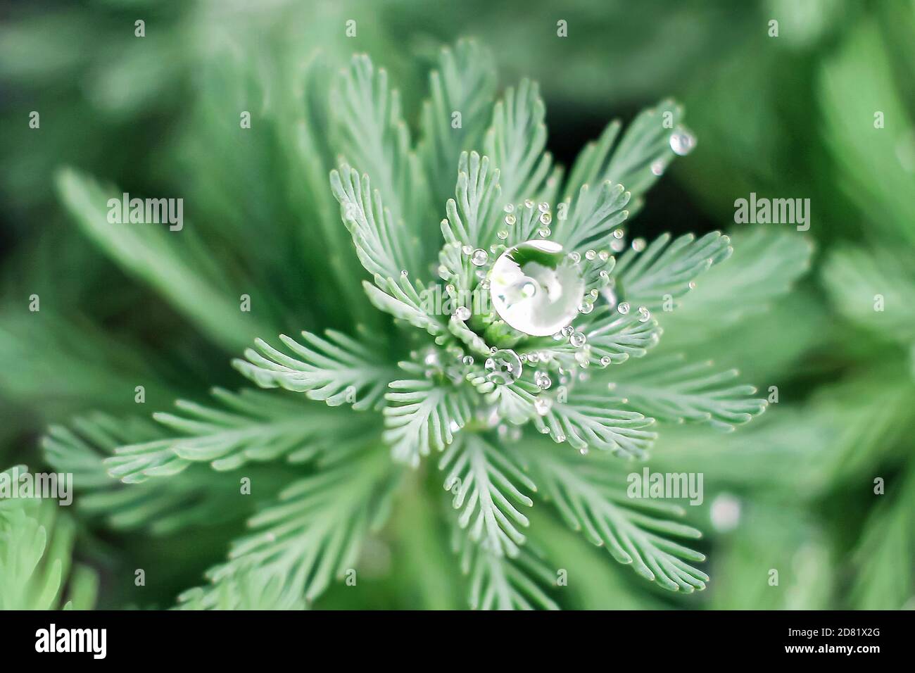 close up of raindrop on green whorled watermilfoil plant Stock Photo