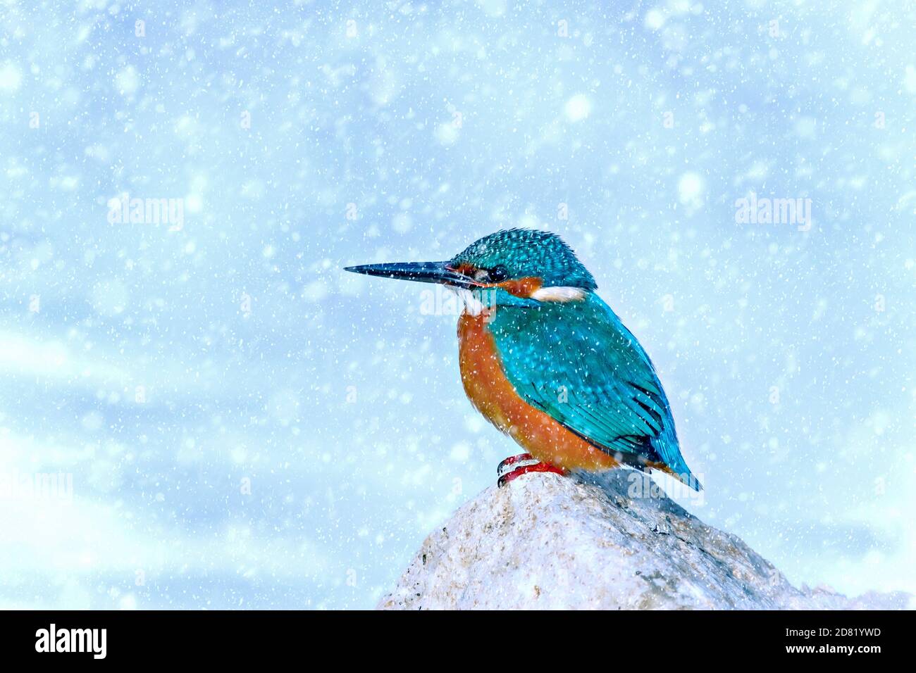 Winter season and animals. Falling snow. white blue nature background ...