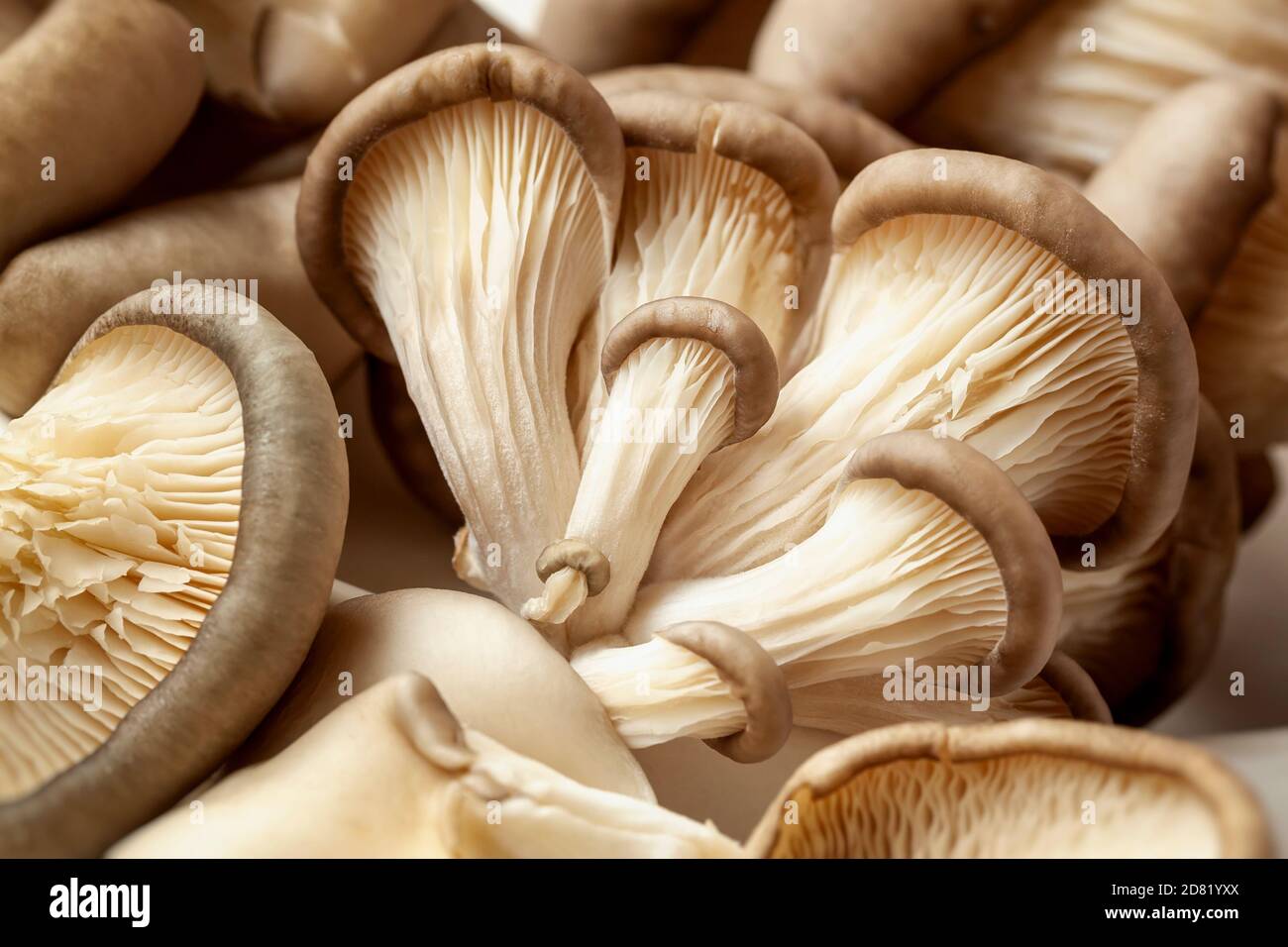 Pleurotus ostreatus oyster mushrooms cultivation hires stock