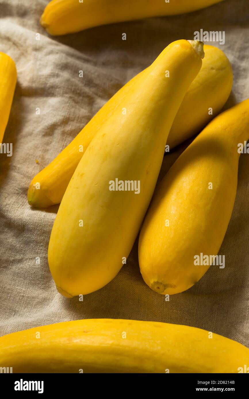 Raw Organic Yellow Zucchini Squash Ready to Cook Stock Photo Alamy