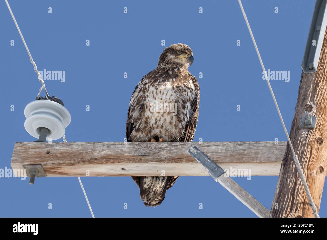 Juvenile Bald Eagle Stock Photo