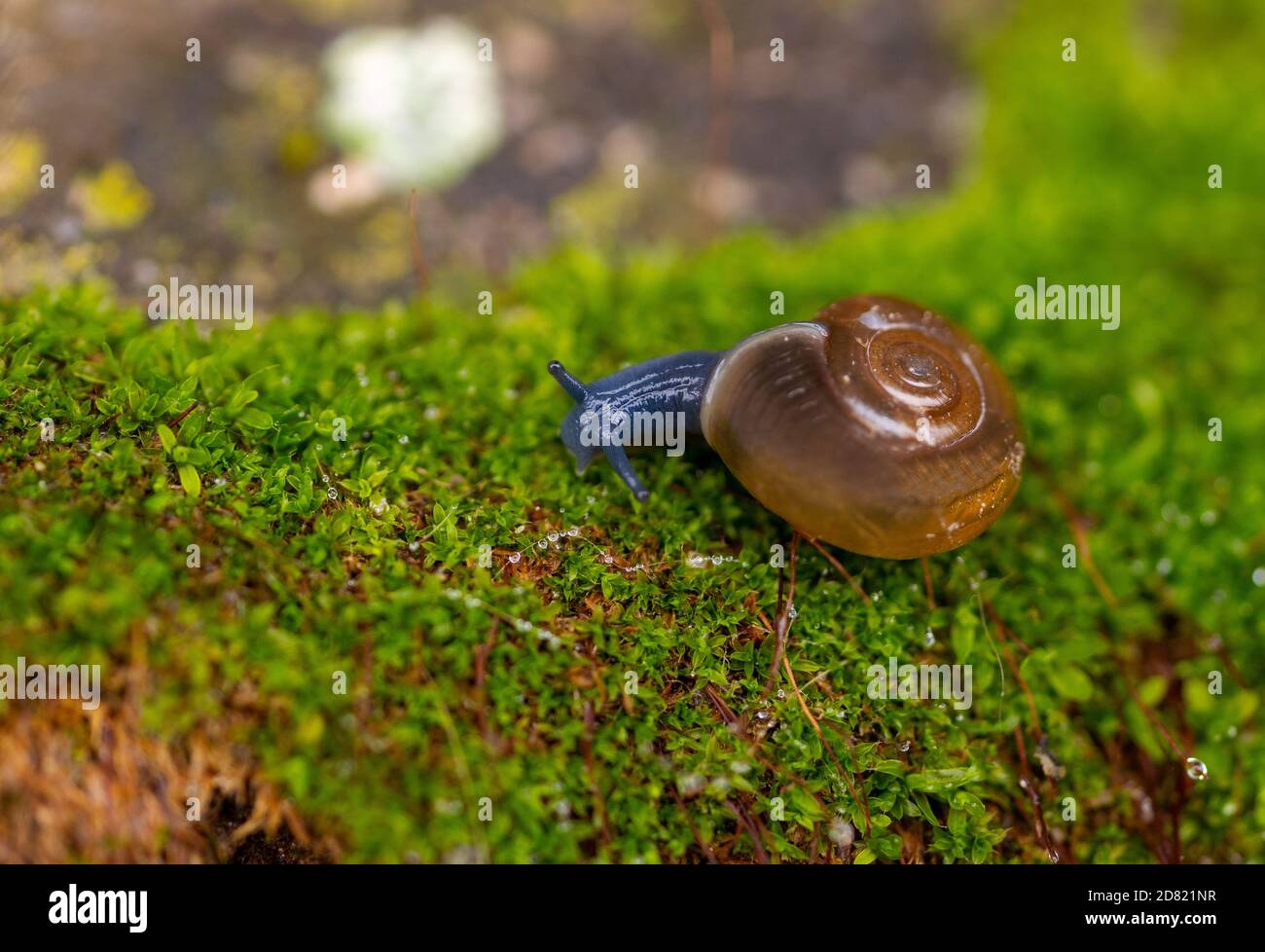 Close up of a snail on moss Stock Photo
