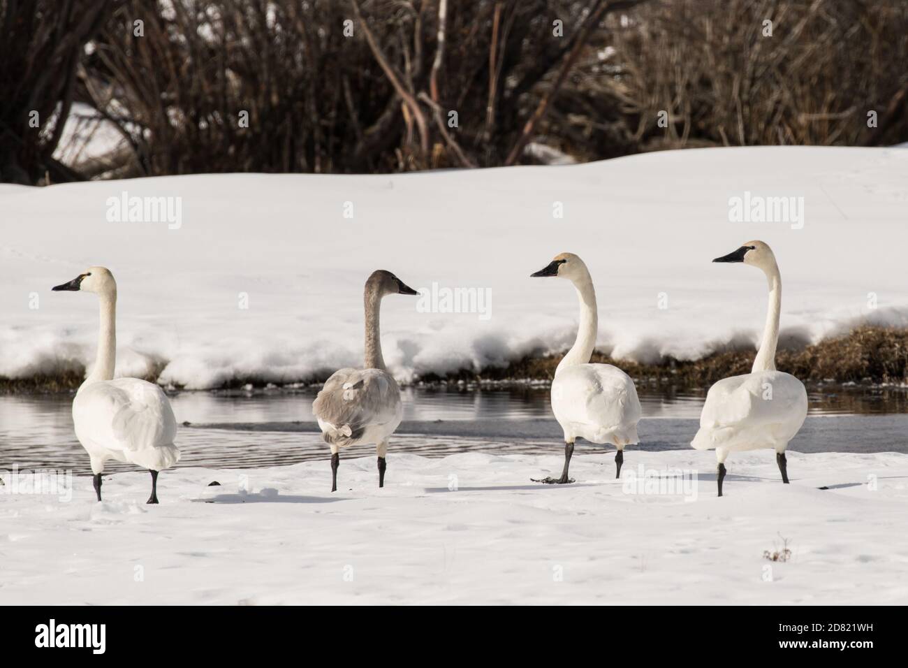 Tundra Swans II Stock Photo