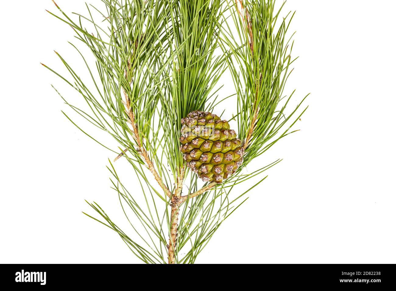 Closeup of closed  pinecone in a pine branch Stock Photo