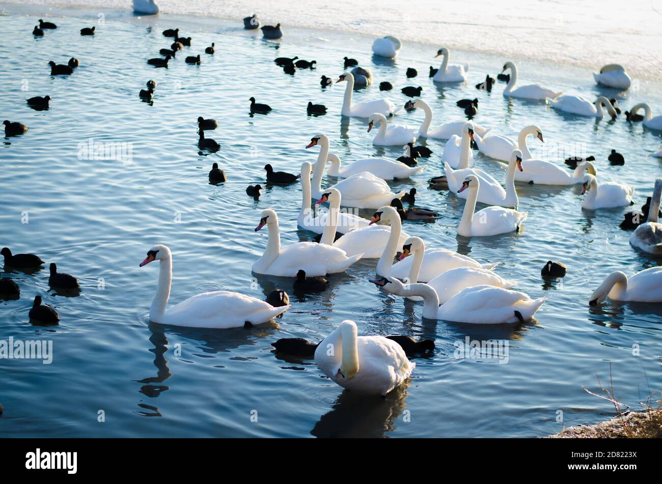 beautiful white swans and ducks birds on frozen pond in winter time Stock Photo
