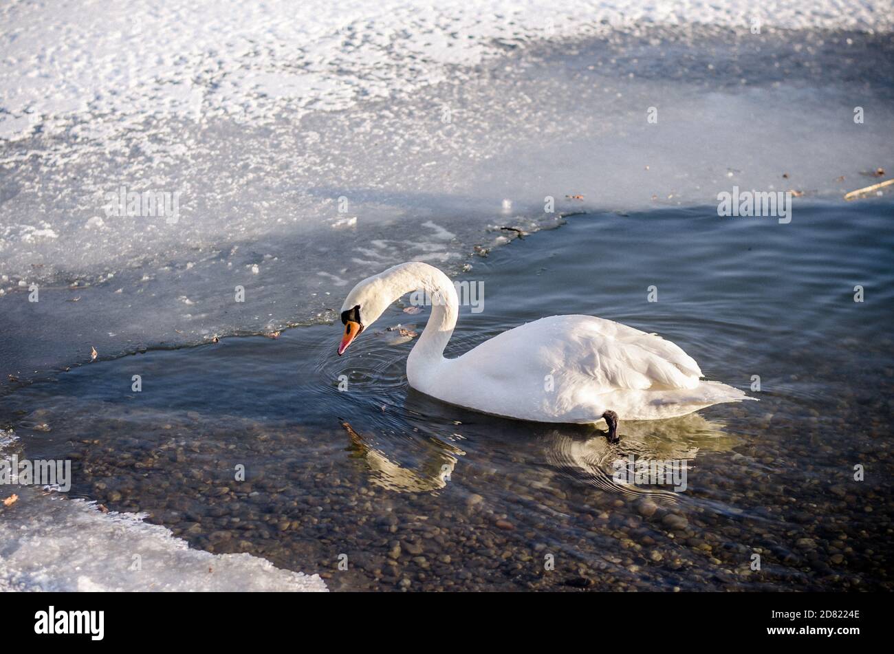 beautiful white swans alone in winter time on water pond surface Stock Photo