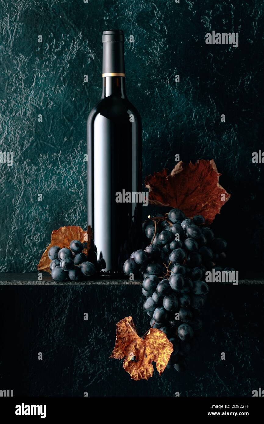 Bottle of red wine and blue grapes with dried up vine leaves on an old ...