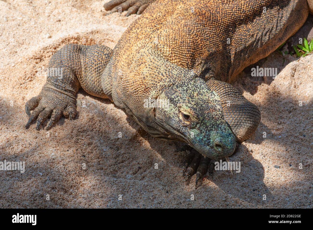 15 KOMODO DRAGON FACTS ABOUT THE WORLD S LARGEST LIZARD visual data 8
