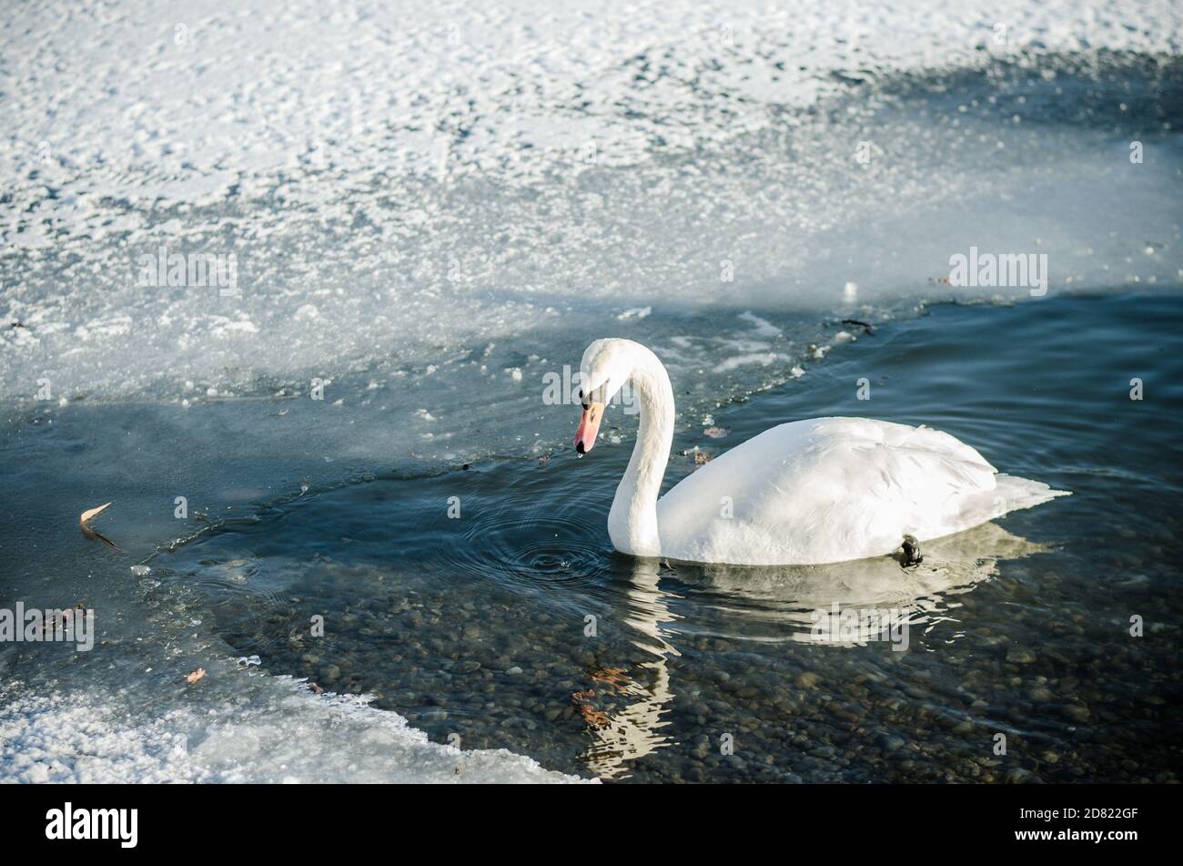 beautiful white swans alone in winter time on water pond surface Stock Photo