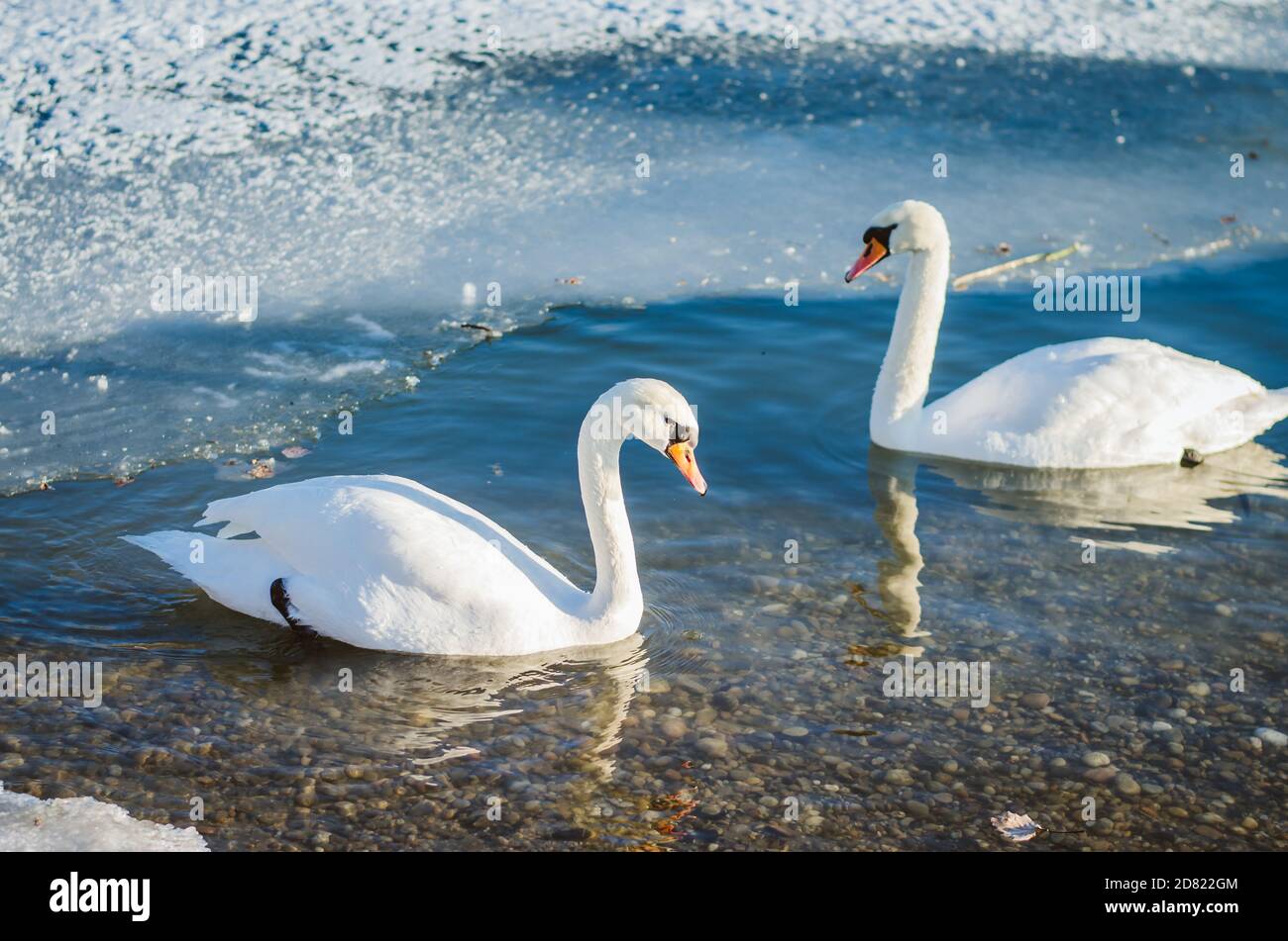 beautiful white swans in winter time on water pond surface Stock Photo