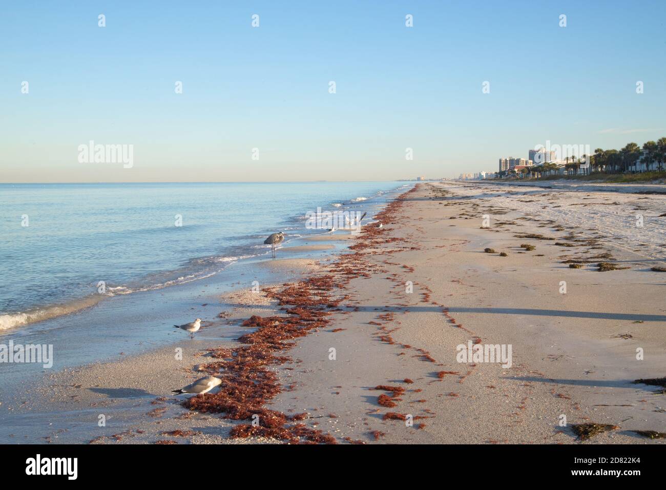 Seashore Of Gulf Of Mexico Near Tampa, Florida, Usa Stock Photo - Alamy