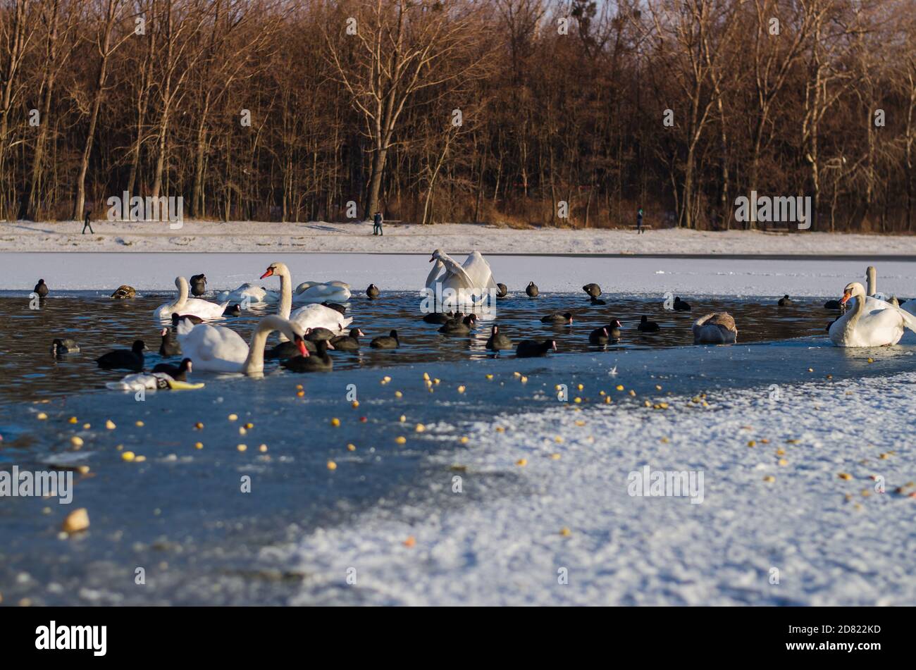 beautiful white swans in winter time on water pond surface Stock Photo