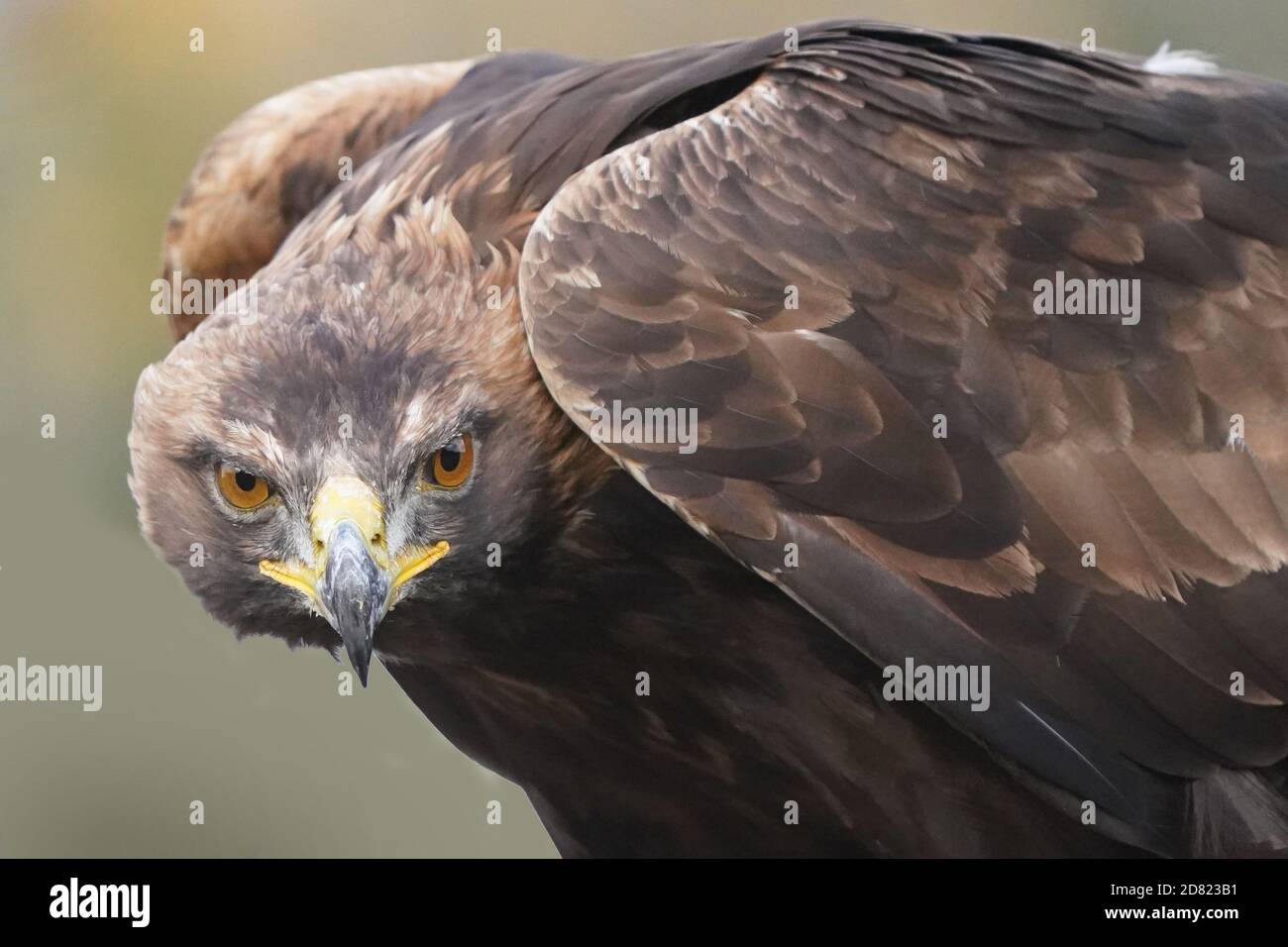 Golden Eagle sitting and in flight Stock Photo