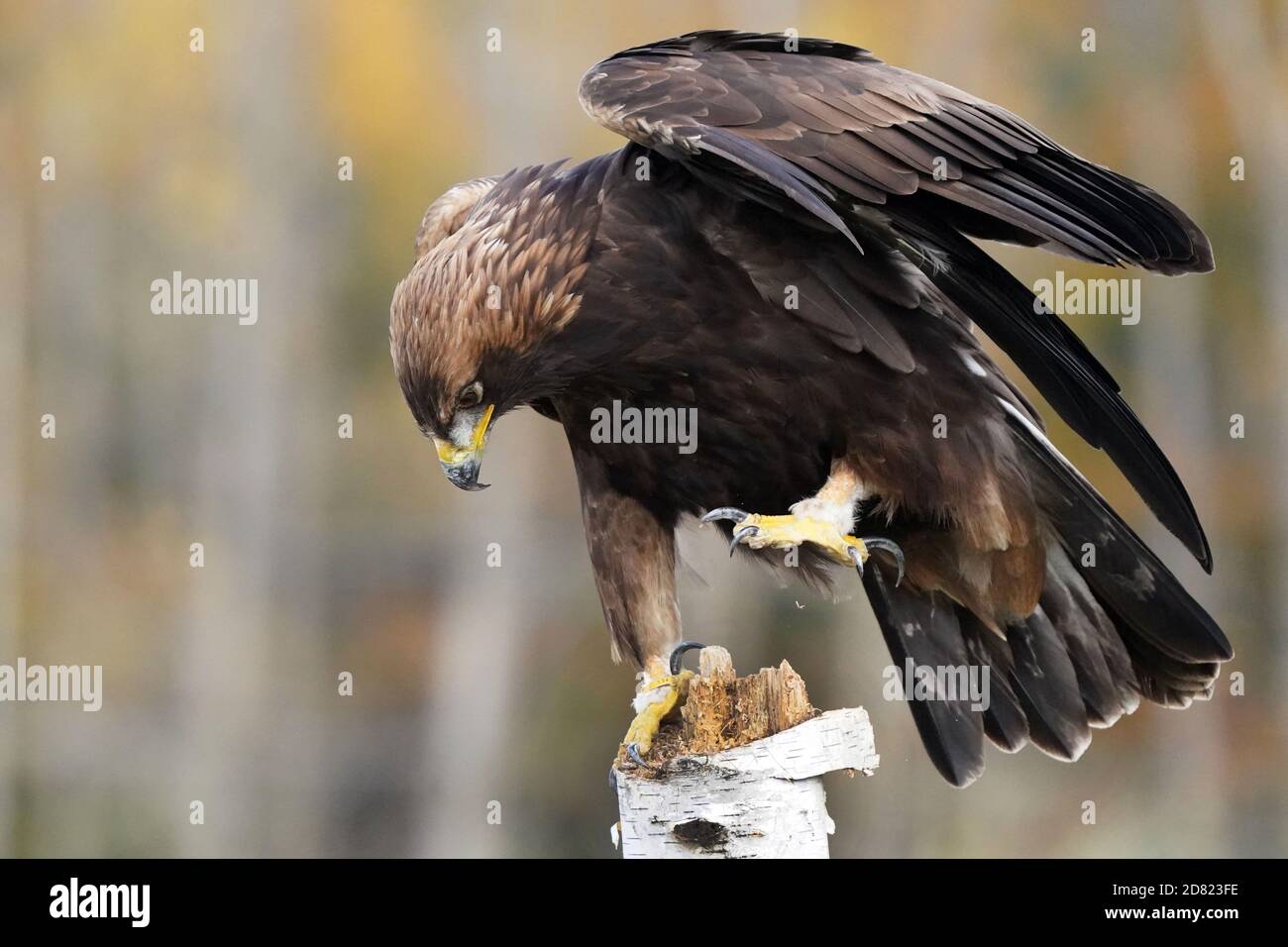 Golden Eagle sitting and in flight Stock Photo