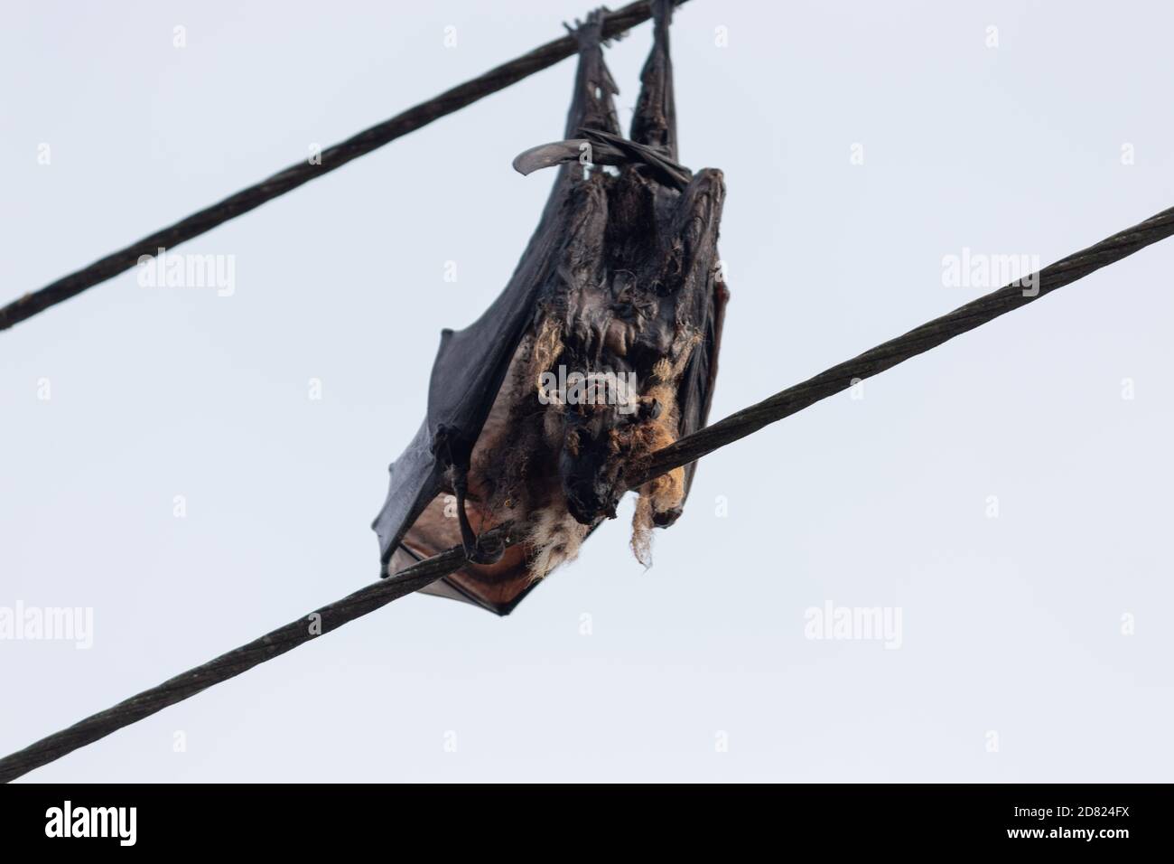 Bat electrocuted dead hanging in electric wires Stock Photo