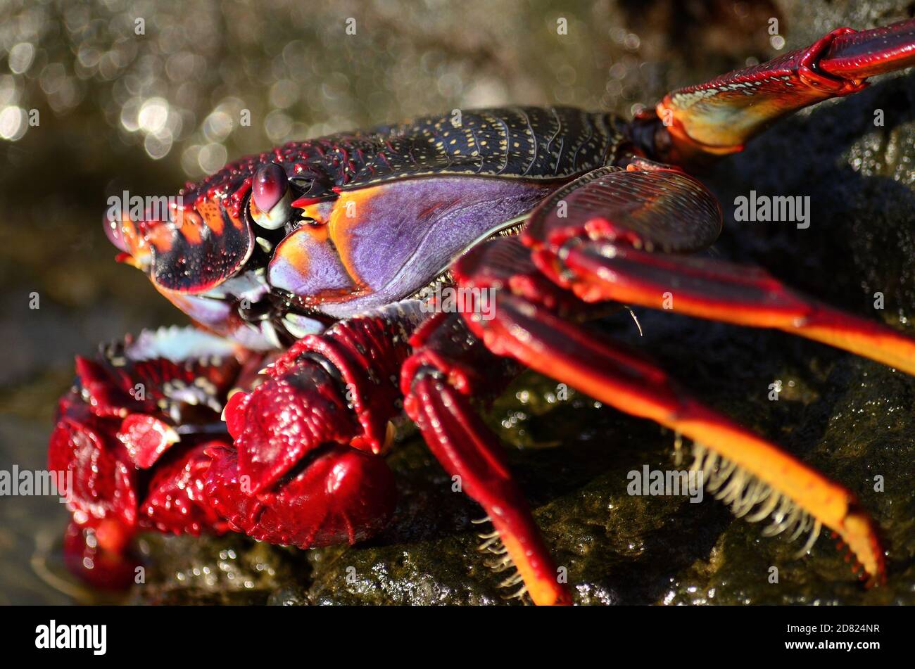 Closeup of beautiful red crab on the rocks at low tide, Grapsus adscensionis Stock Photo