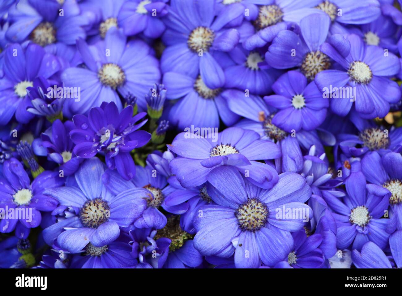 Blue flowers of cineraria in a garden during spring Stock Photo