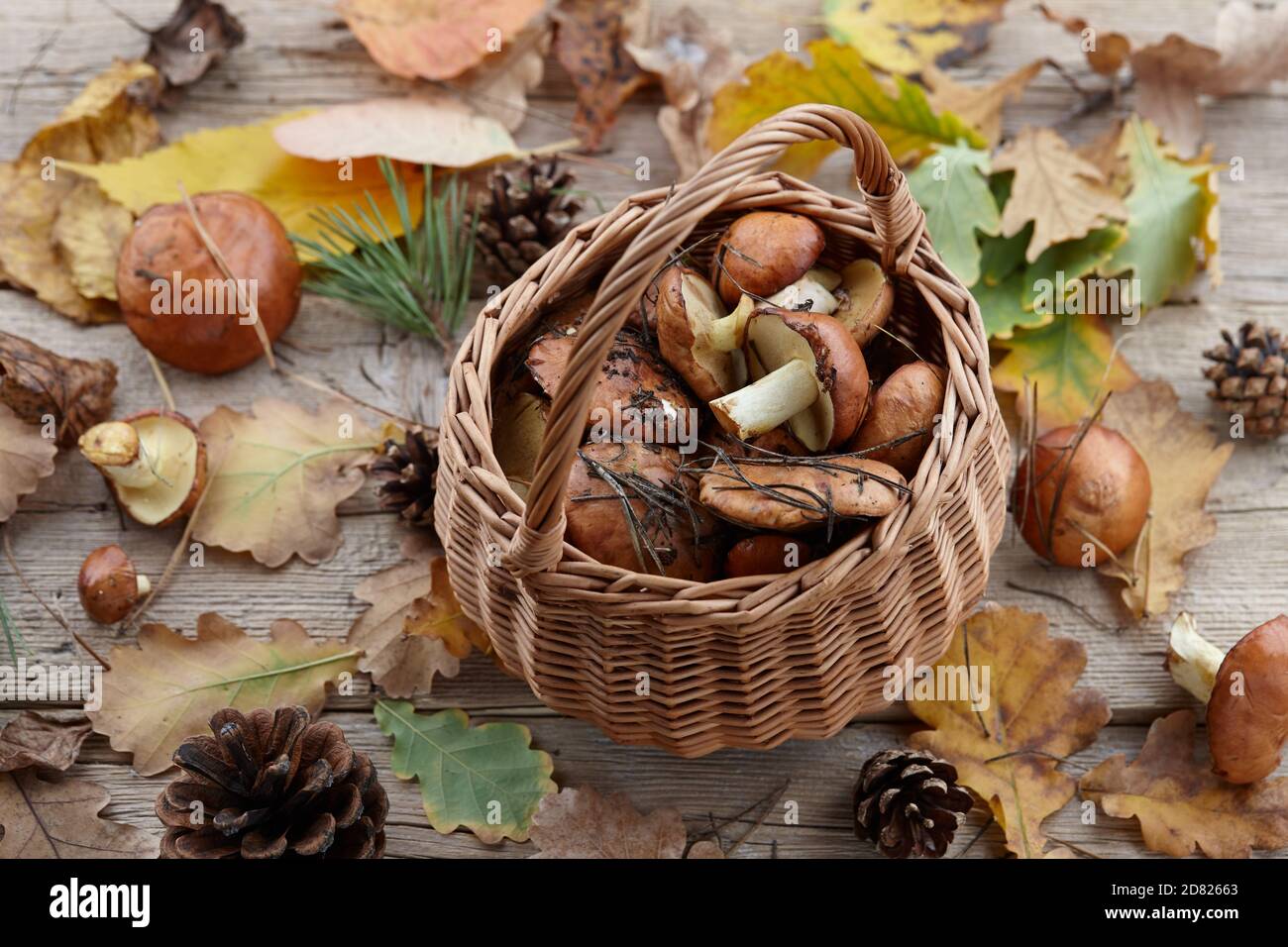 Mushrooms basket and autumn leaves on wooden background, copy space Stock Photo