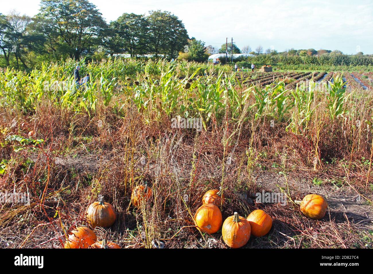 Pumpkin picking in a dying field of pumpkins plants on Kenyon Hall Farm, England Stock Photo