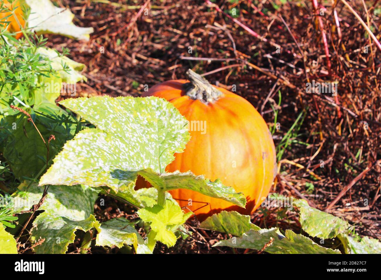 Close up pumpkin plant with leaves with small pumpkin growing on a dead field in Kenyon Hall Farm, England Stock Photo