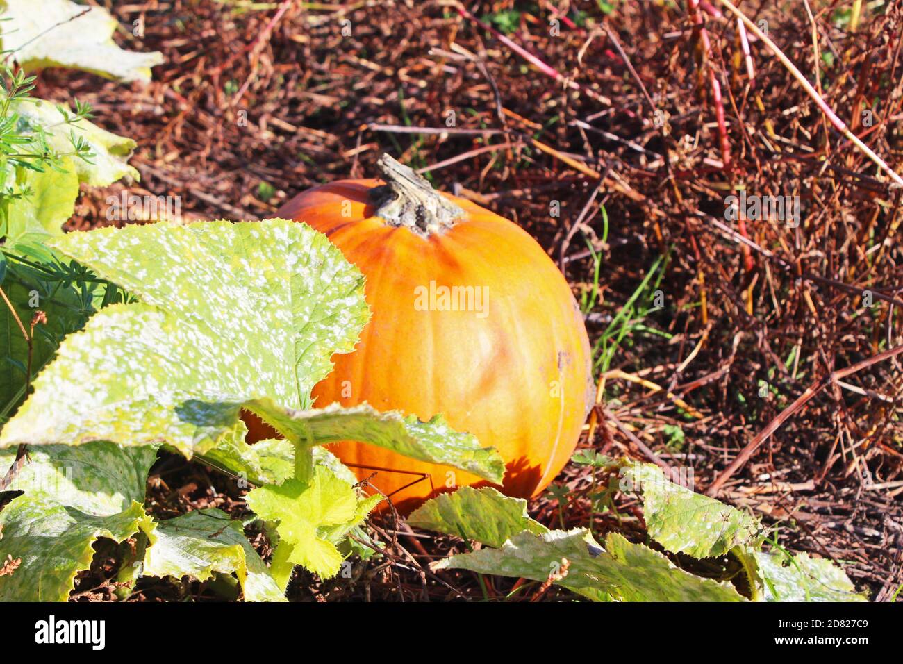 Close up pumpkin plant with leaves with small pumpkin growing on a dead field in Kenyon Hall Farm, England Stock Photo