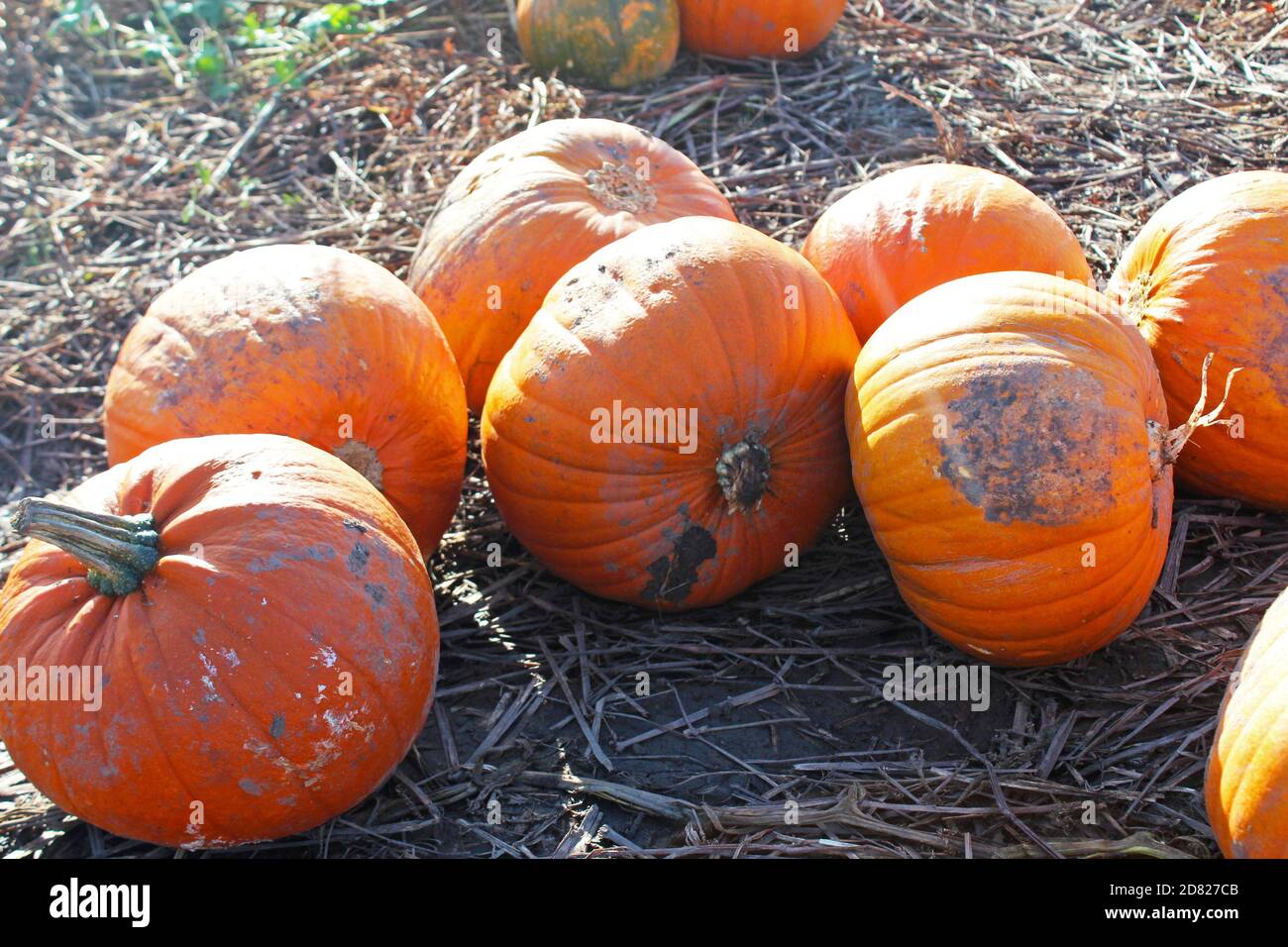 Pumpkin picking from collection of muddy, fresh pumpkins on a dead field  in Kenyon Hall Farm, England Stock Photo
