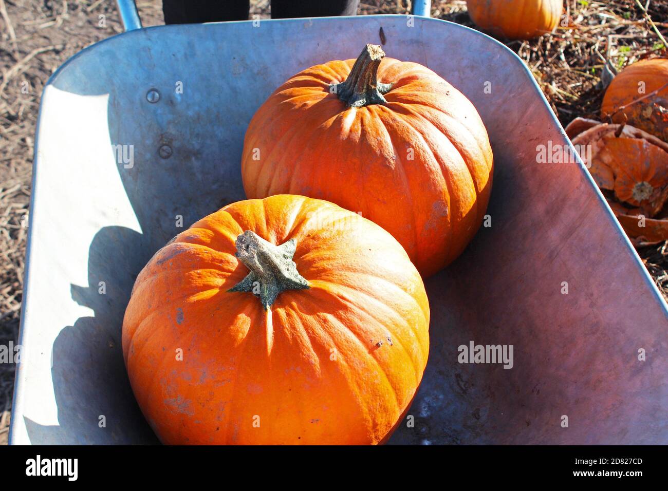 Pumpkin picking with big, fresh pumpkins in a wheelbarrow in Kenyon Hall Farm, England Stock Photo