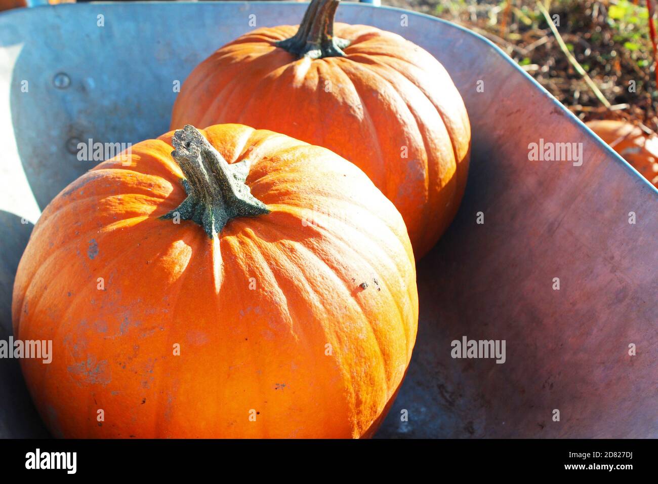 Pumpkin picking with big, fresh pumpkins in a wheelbarrow in Kenyon Hall Farm, England Stock Photo