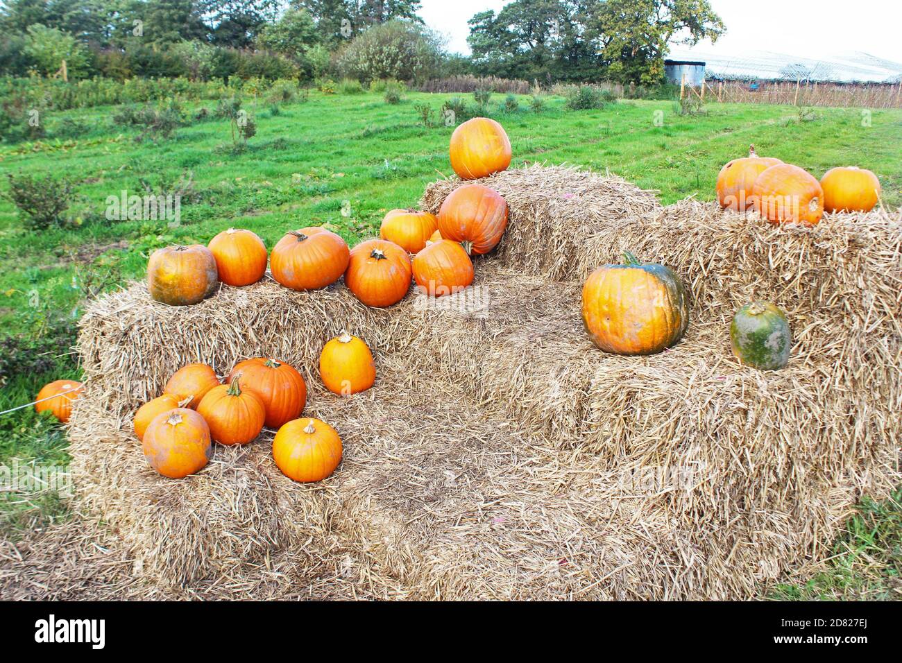 Pumpkins set up arrangement on stacked straw bales in Kenyon Hall Farm