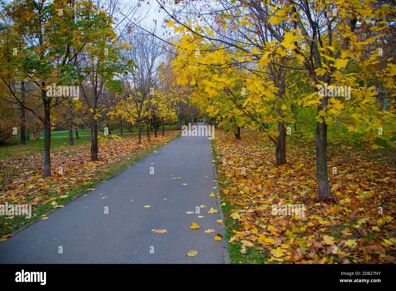 Road in the park in autumn amid fallen leaves Stock Photo - Alamy
