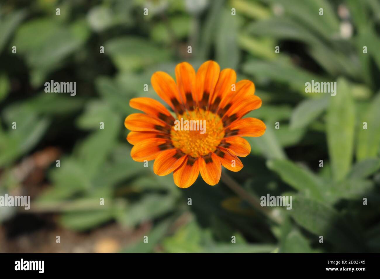 Orange Flower in bloom, Paphos, Cyprus Stock Photo