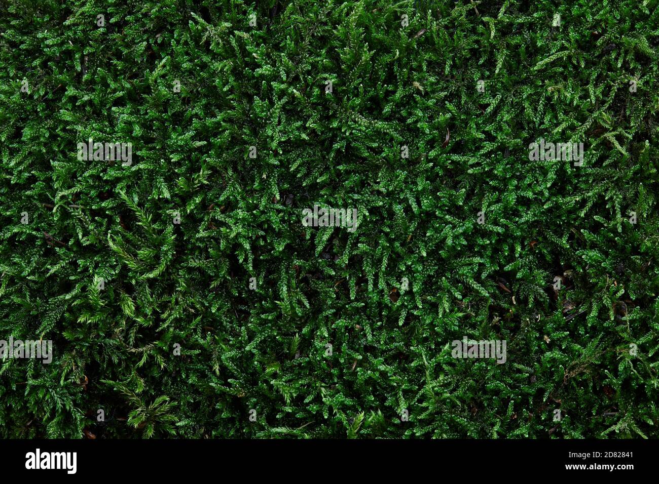 Green forest moss texture background, copy space Stock Photo