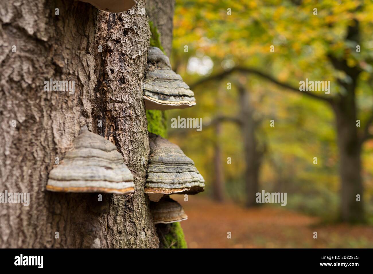 Beech tree fungi hires stock photography and images Alamy