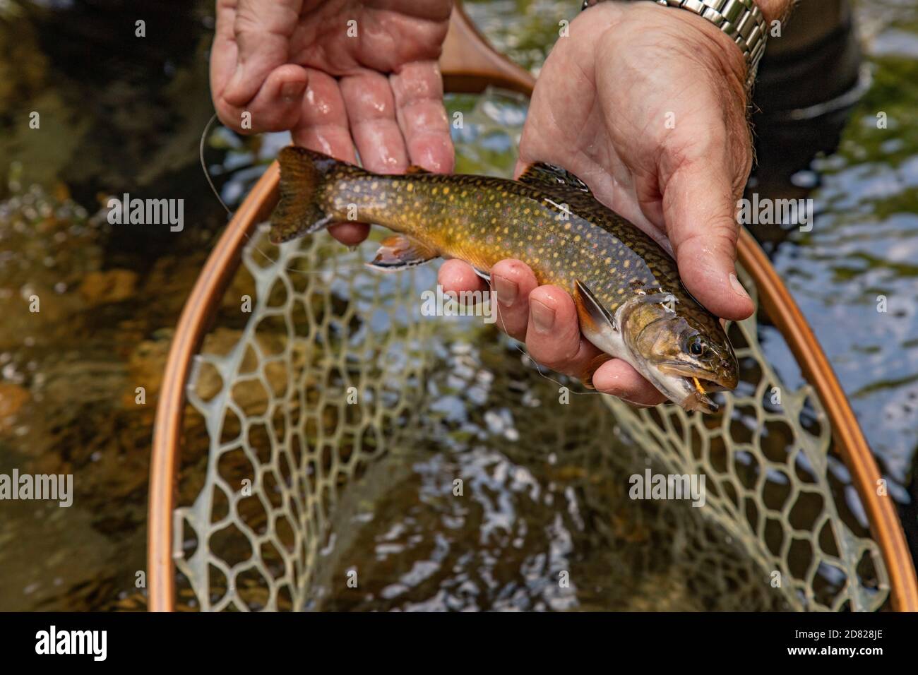 Fisherman Fly fishing in river near Asheville North Carolina USA Stock  Photo - Alamy