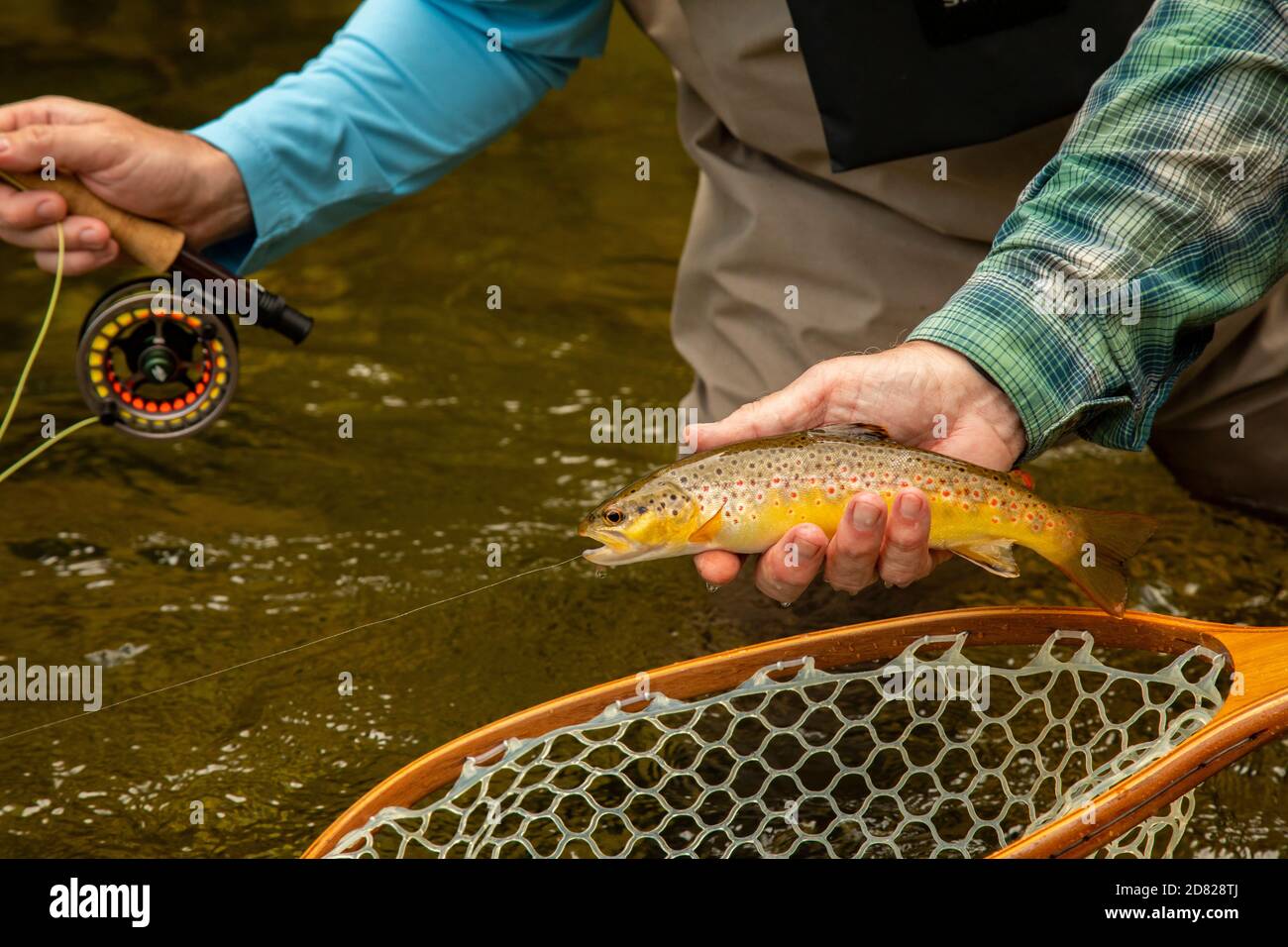 North carolina trout hi-res stock photography and images - Page 3 - Alamy