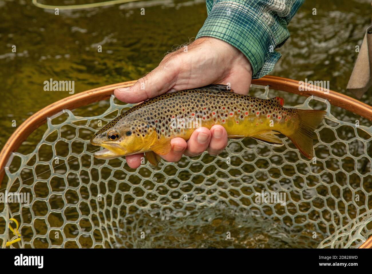 Fisherman Fly fishing in river near Asheville North Carolina USA Stock  Photo - Alamy