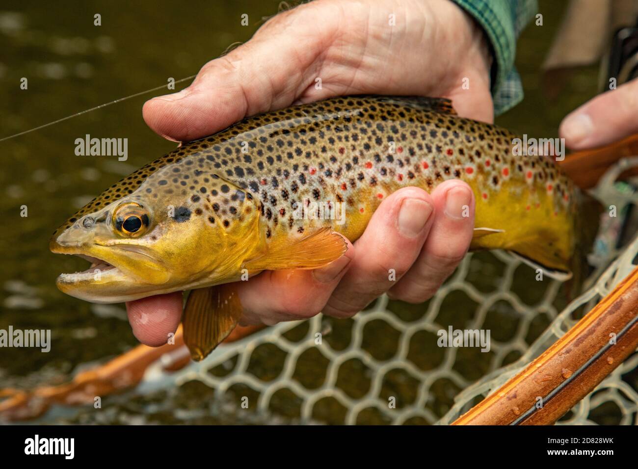 Fisherman Fly fishing in river near Asheville North Carolina USA Stock