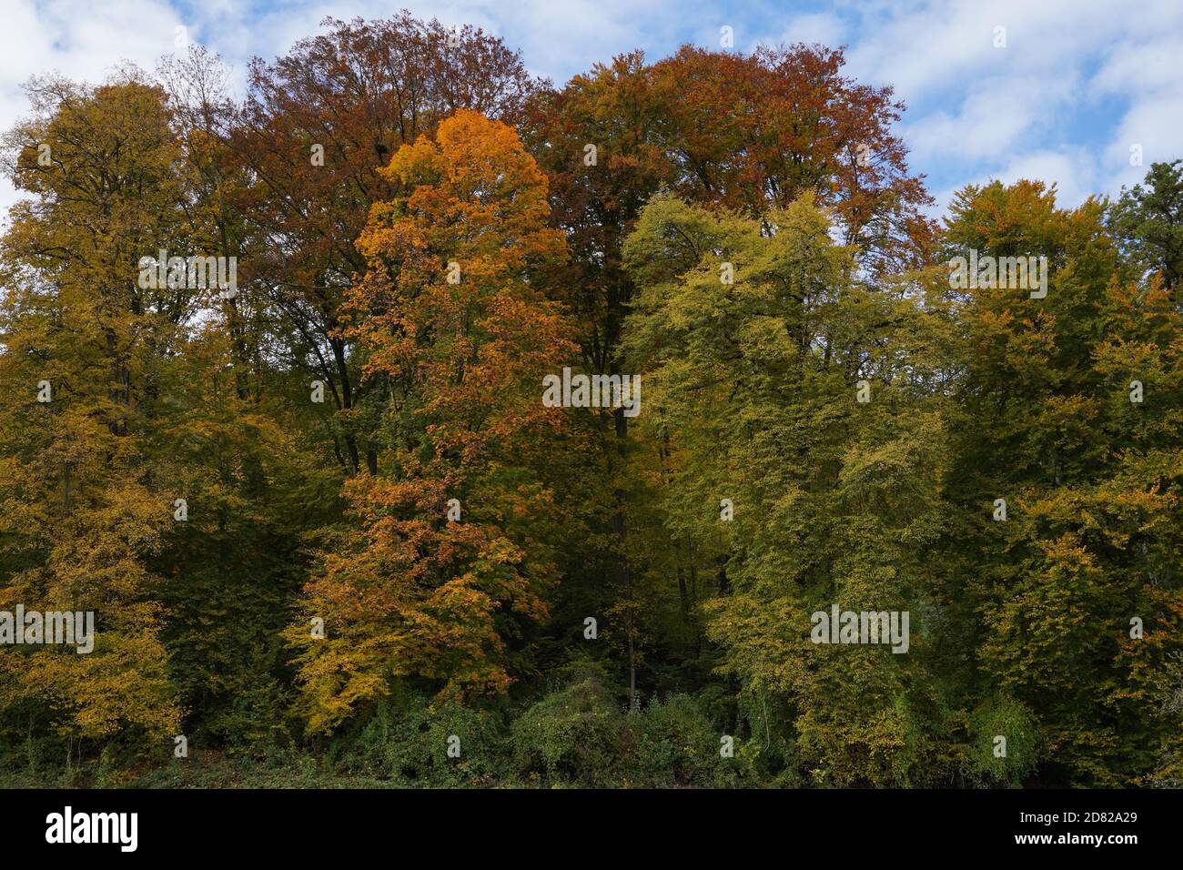 A group of deciduous trees in autumn in various colors against slightly covered sky, ideal as a seasonal background. Stock Photo