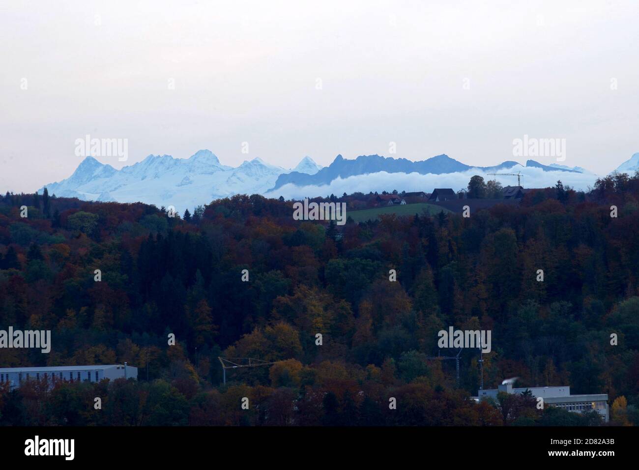 Autumn landscape  in canton Zurich, Switzerland at sunset. There are colorful mixed forests in the foreground and the Alps in the background. Stock Photo
