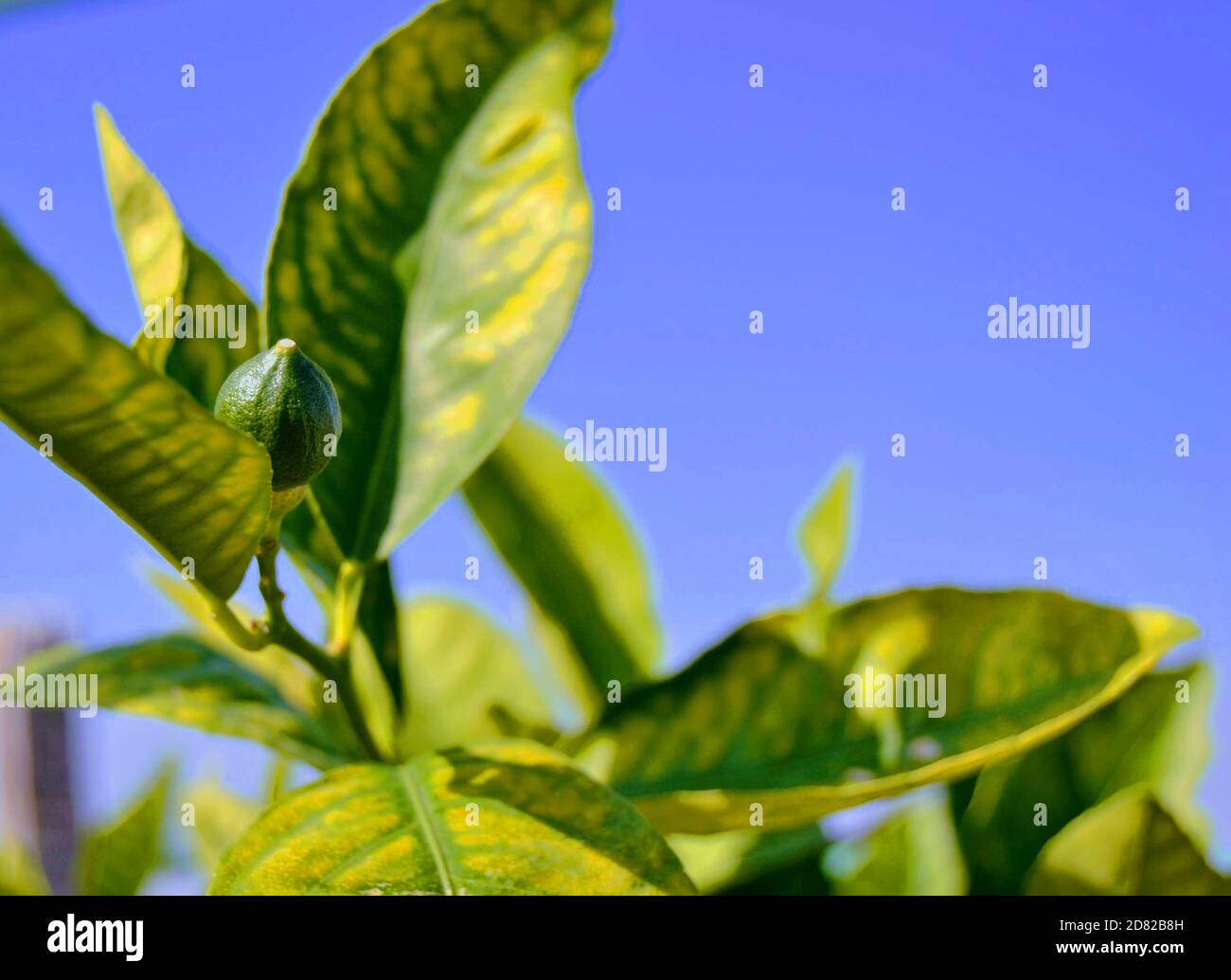 Small and growing lemons in tree. Lemon tree and blue sky. Leaves of