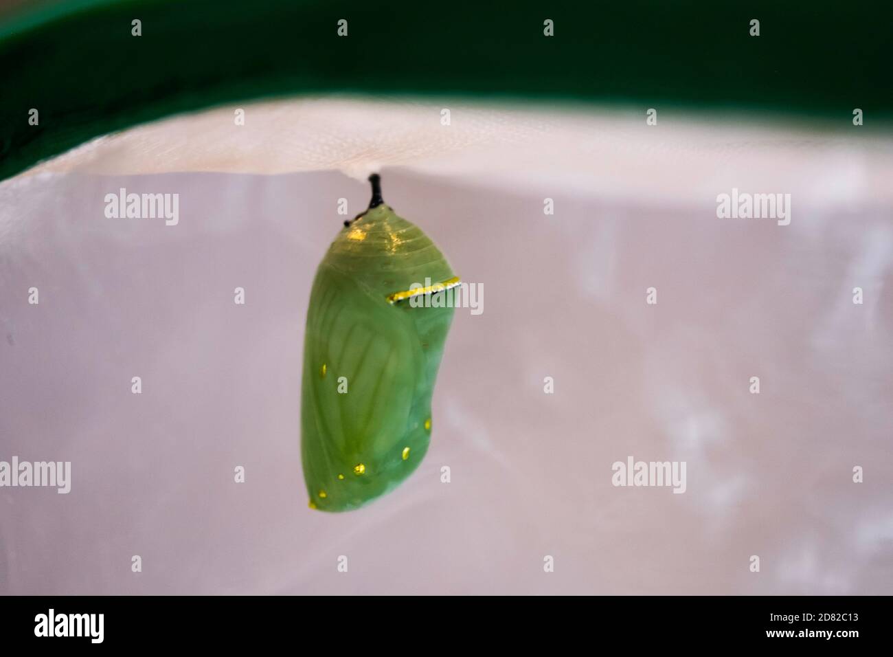 Monarch butterfly, Danaus plexippus, green chrysalis hanging from its  cremaster from the top of a butterfly cage. Kansas, USA. Stock Photo