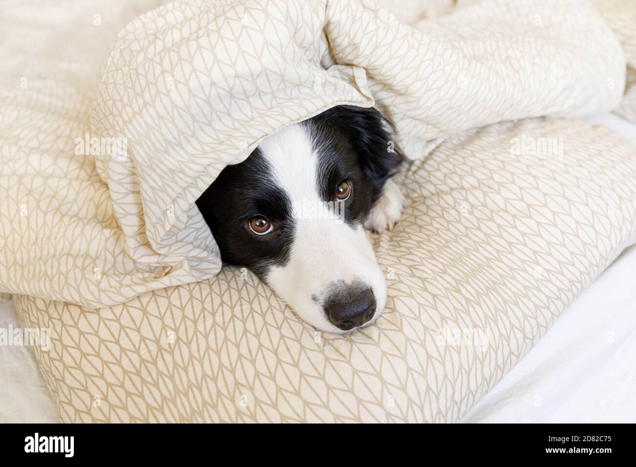 border collie bed sheets