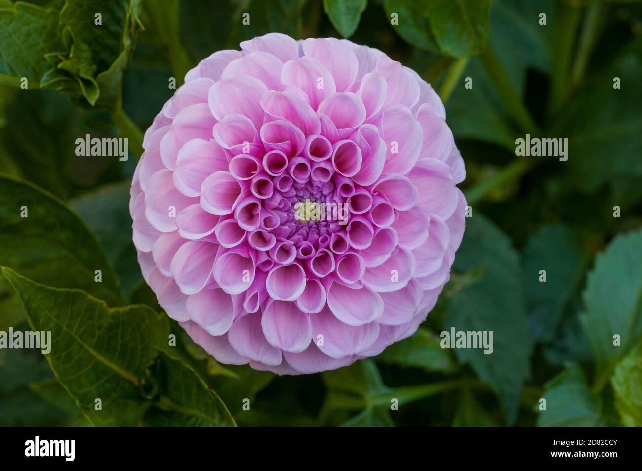 Close up of Dahlia Stolze von Berlin a pompon dahlia.that flowers throughout summer A tuberous perennial that likes full sun Stock Photo